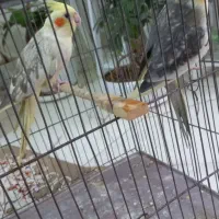 جفت عروس هلندی