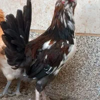 جوجه گلین ، برهما ، ریشو