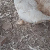 اردک اسرائیلی ومرغ گلپایگانی