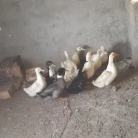 اردک جوان تخم گذ