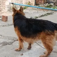 سگ ژرمن اصل نر معاوضه با کبوتر