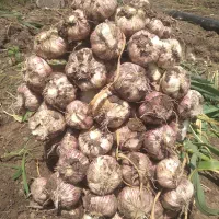 سیرتازه|خوردنی و آشامیدنی|رشت, خمیران زاهدان|دیوار