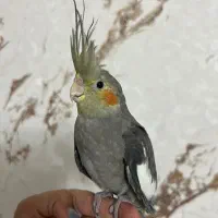 عروس هلندی نر