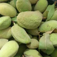 بادام|خدمات باغبانی و درختکاری|ساوه, |دیوار