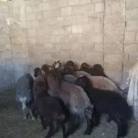 میش گوسفند فروشی ۱۴ راس