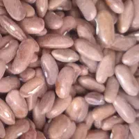 لوبیاسبز