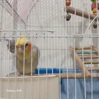عروس هلندی  نر