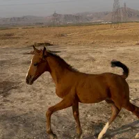 کره نر از ارتا کاظمی