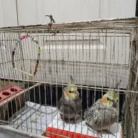 عروس هلندی