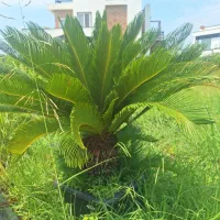 سیکاس|گل و گیاه طبیعی|نوشهر, |دیوار