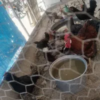 مرغ و خروس محلی