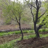 باغ بادام وانگور۶۰۰متری درگرکین
