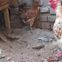 مرغ و خروس
