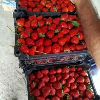 فروش  200کیلو توت فرنگی تازە
