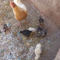 مرغ همراه جوجه