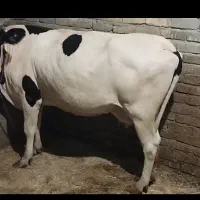 گاو گوساله