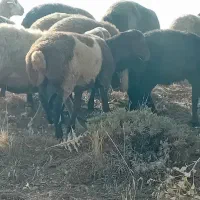 گوسفند