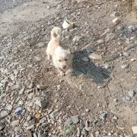 سگ پا کوتاه