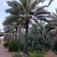 نخل|گل و گیاه طبیعی|خفر, |دیوار