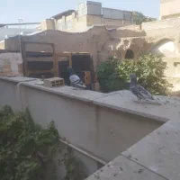 کفتر