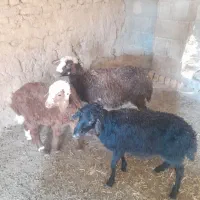 بره جعمی کسی خواست