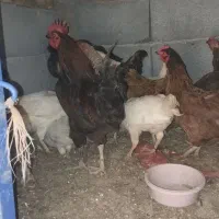 مرغ های جوان تخمگذار دونه ای 1 ملیون تومان