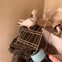 کفتر