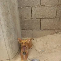 پاکوتاه
