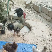 خروس گم شده