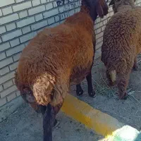 شادگان خروسی جنوبی