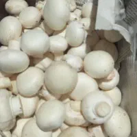 قارچ خوراکی