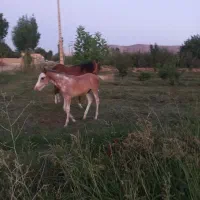 اسب|اسب و تجهیزات اسب‌سواری|بروجرد, |دیوار