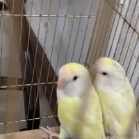 طوطی برزیلی جفت نر و ماده