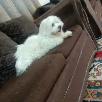 سگ پا کوتاه