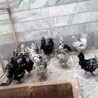 فروش تخم مرغ نطفه دار گلین لری و جوجه گلین