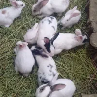 خرگوش و بچه خرگوش سه ماهه