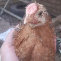 جوجه گلین
