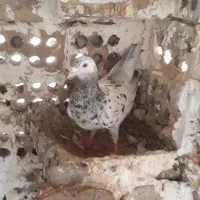 کبوترسار