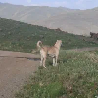 معاوضه سگ سرالی ماده  با نر سرابی یا پژدر  یاتوله