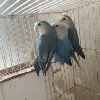 پدنده