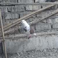 کفتر پرشی|پرنده|قم, پامنار|دیوار