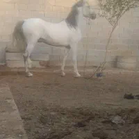 اسب