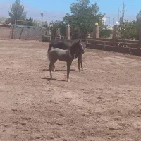 کره اسب