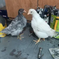 جوجه مرغ فرانسوی