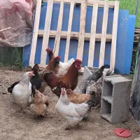 مرغ وخروس محلی کرچ شو،جوجه محلی و برهما،نیمچه محلی