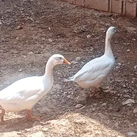 غاز نر|حیوانات مزرعه|شیراز, گل سرخ|دیوار