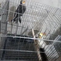 مرغ عروس