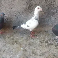 سار سیاه ماده طوقی سیاه نر