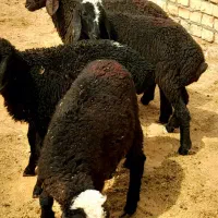 بره خرج خور