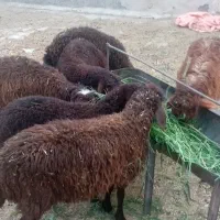 6 عدد بره ماده